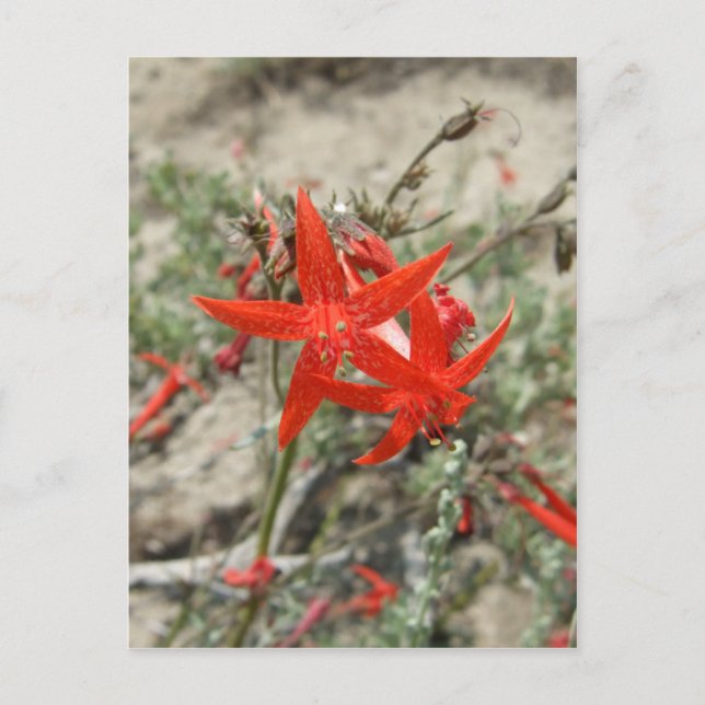 Postal Scarlet Gilia (Anverso)
