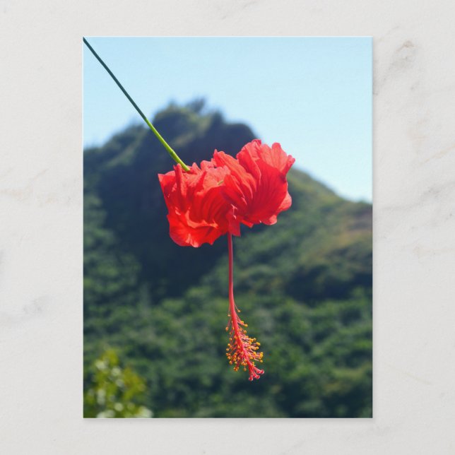 Postal Scarlet Hibiscus, Hawaii (Anverso)