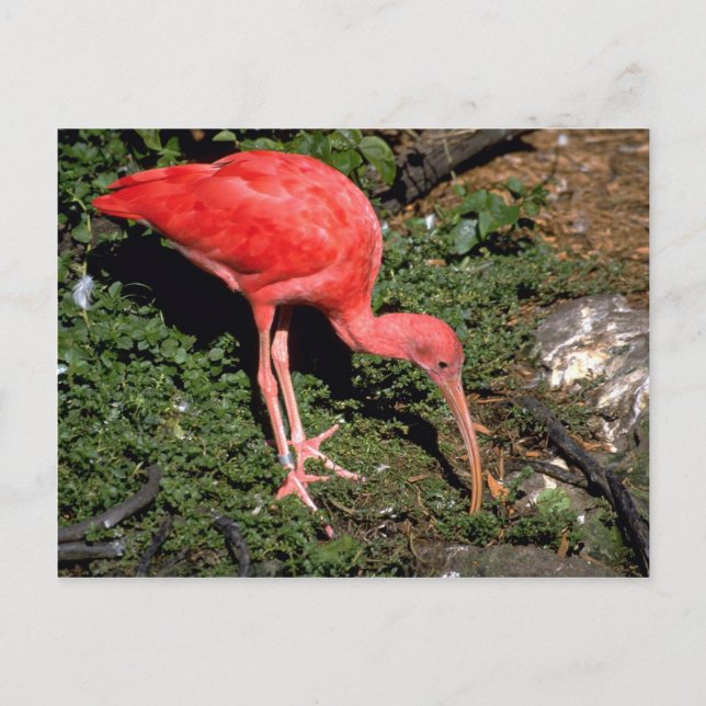 Postal Scarlet ibis (Anverso)