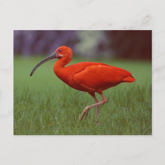 Postal Scarlet ibis (Anverso)