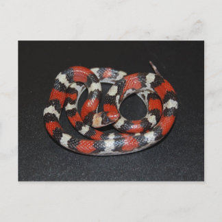 Postal Scarlet King Snake