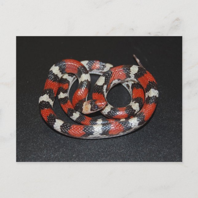 Postal Scarlet King Snake (Anverso)