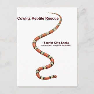 Postal Scarlet King Snake