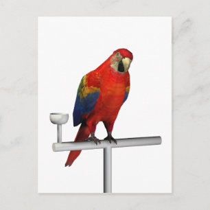 Postal Scarlet Macaw
