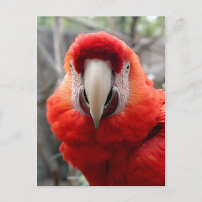 Postal Scarlet Macaw (Anverso)