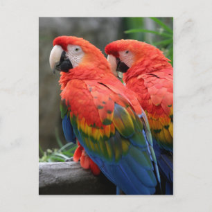Postal Scarlet Macaw