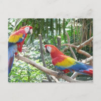 Scarlet Macaw