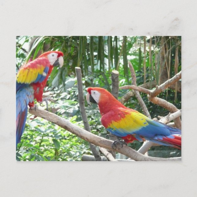 Postal Scarlet Macaw (Anverso)