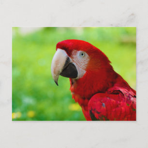 Postal Scarlet Macaw Ara Macao