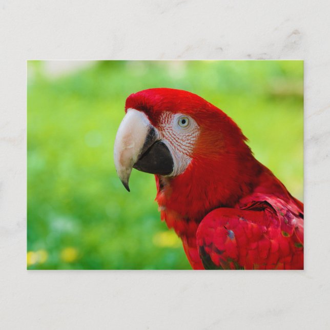 Postal Scarlet Macaw Ara Macao (Anverso)