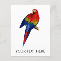Scarlet Macaw Tropical Colorous Rain Forest Bird