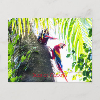 Postal Scarlet Macaws