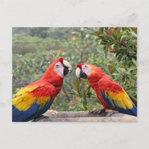 Postal Scarlet Mackaws