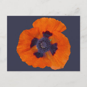 Postal Scarlet Naranja Poppy 1