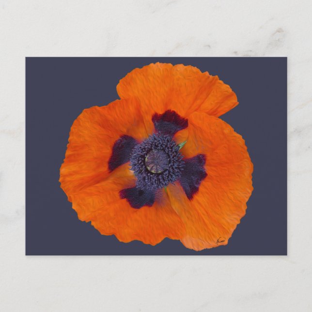 Postal Scarlet Naranja Poppy 1 (Anverso)