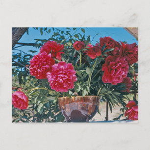 Postal Scarlet Peony de H.D. Peterson 1972