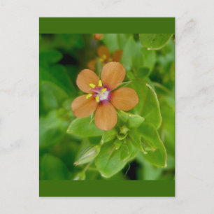Postal Scarlet Pimpernel Wildflower