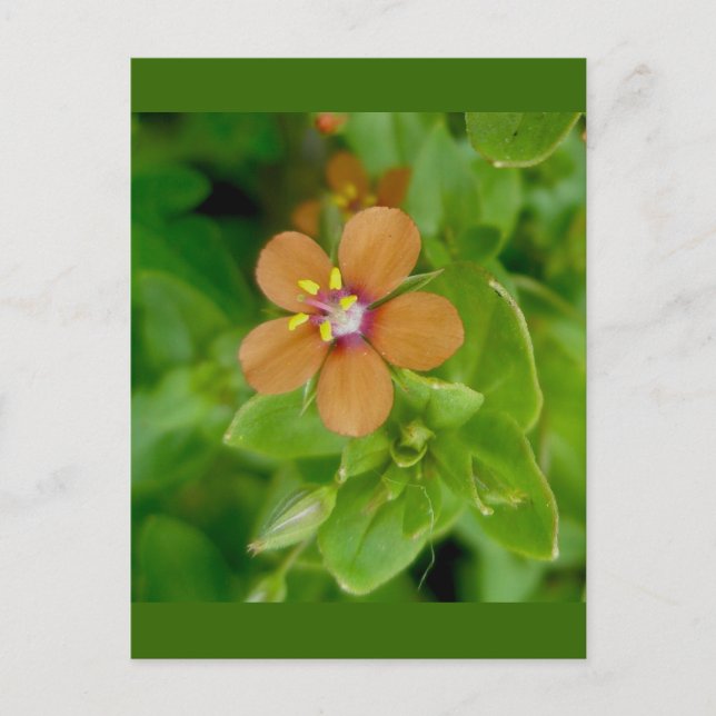 Postal Scarlet Pimpernel Wildflower (Anverso)