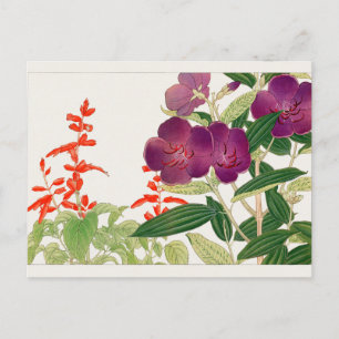 Postal Scarlet sage, Melastoma, por Tanigami Konan