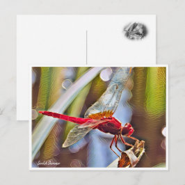 Postal Scarlet Skimmer