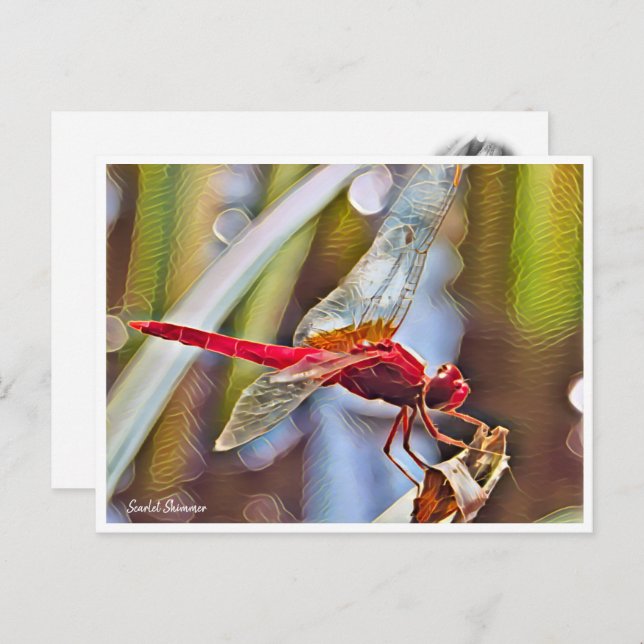 Postal Scarlet Skimmer (Anverso / Reverso)