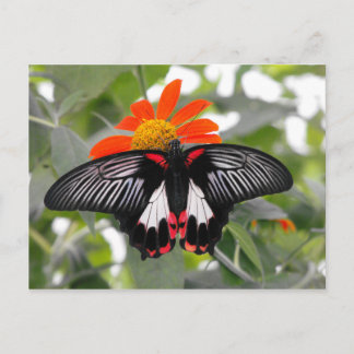 Postal Scarlet Swallowtail Butfly
