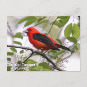 Postal Scarlet Tanager