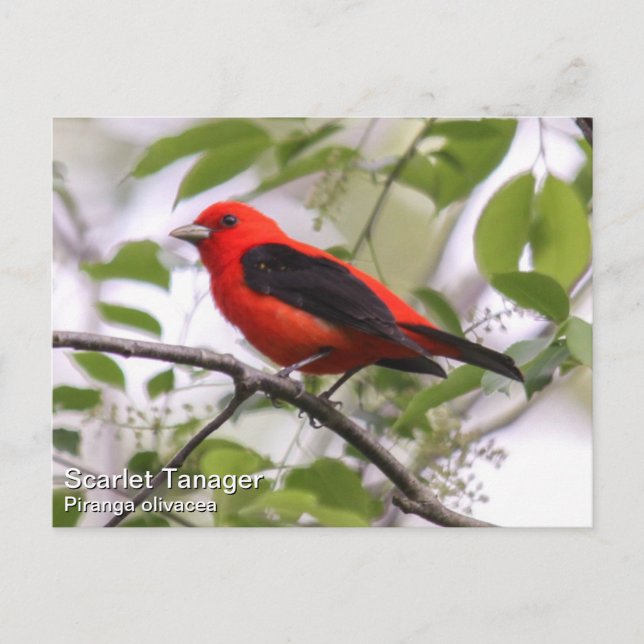 Postal Scarlet Tanager (Anverso)
