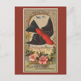 Postal Scarlet Tanager