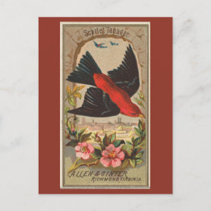 Postal Scarlet Tanager