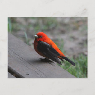 Postal Scarlet Tanager Bird