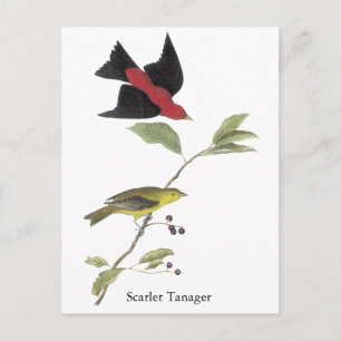 Postal Scarlet Tanager - John James Audubon