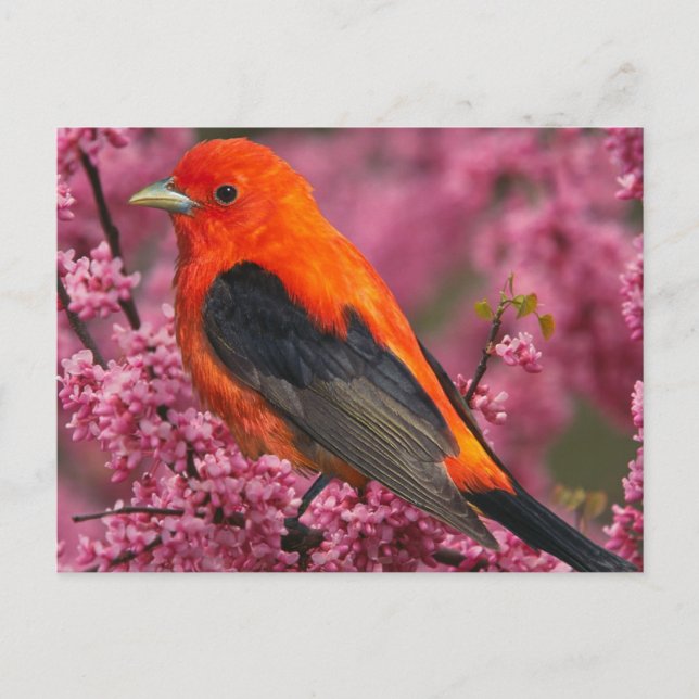 Postal Scarlet Tanager (Piranga olivacea) (Anverso)