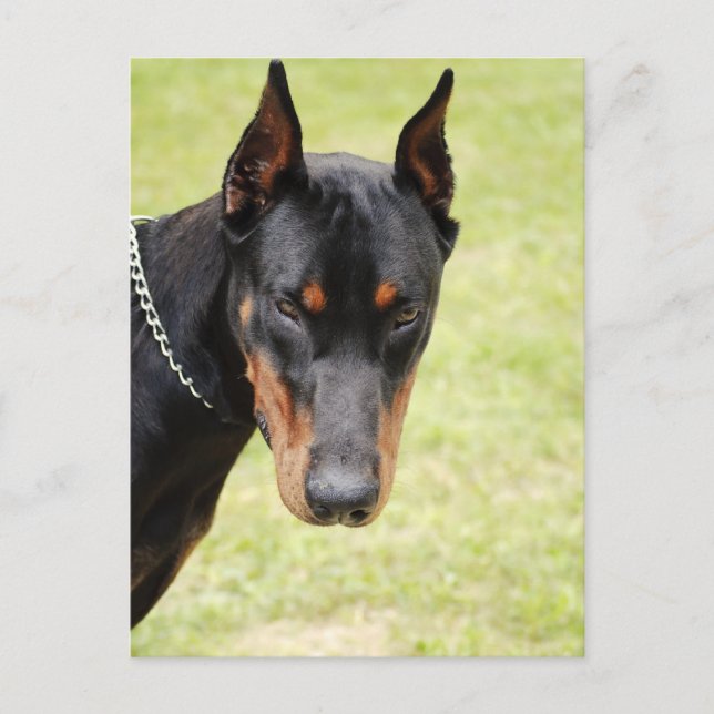 postal scary doberman (Anverso)