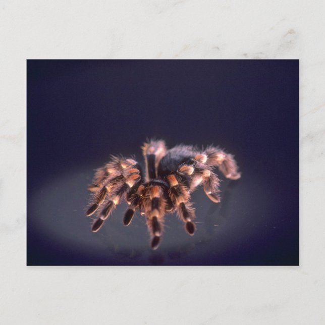 Postal Scary Tarantula (Anverso)
