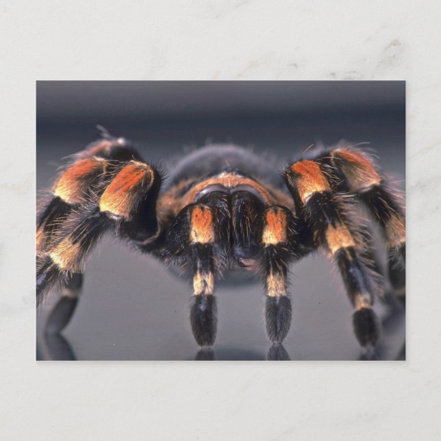Postal Scary Tarantula (Anverso)