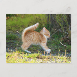 Postal Scarycat