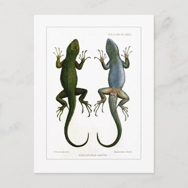 Postal Sceloporus asper (Anverso)