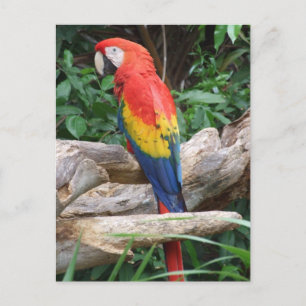 Postal Scenic Scarlet Macaw