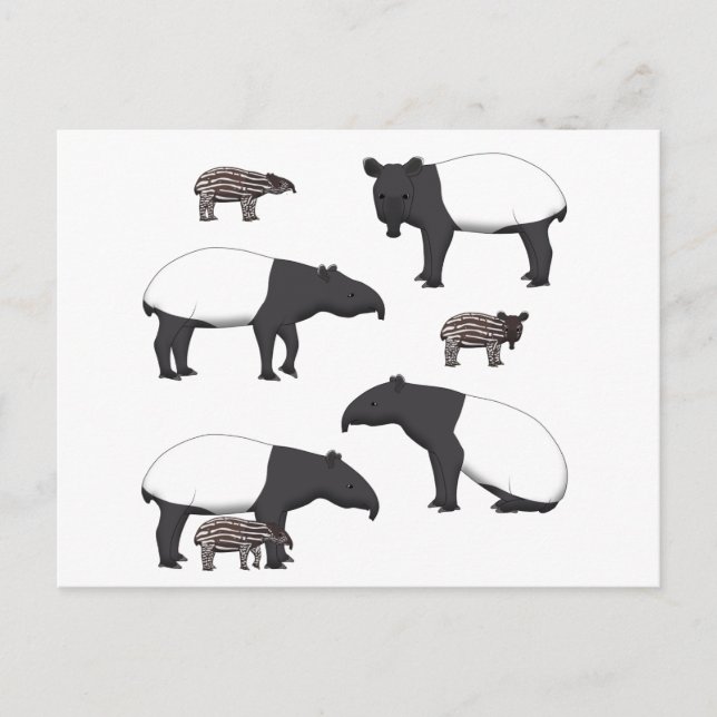 Postal Schabrackentapir selección (Anverso)