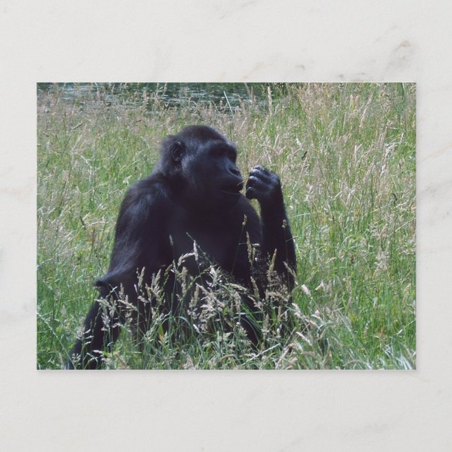 Postal Schimpanse (Anverso)