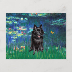 Postal Schipperke 4 - Lirios 5