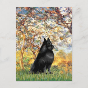 Postal Schipperke 6 - Primavera