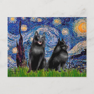 Postal Schipperkees (dos,5&amp;6) - Noche estrellada