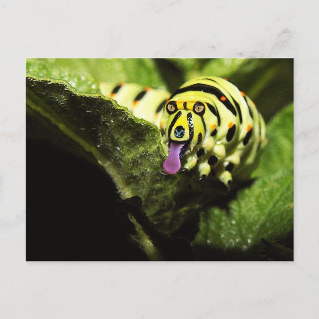 Postal Schlobber (Anverso)