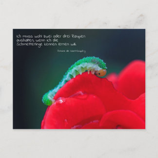 Postal Schmetterlinge sehen