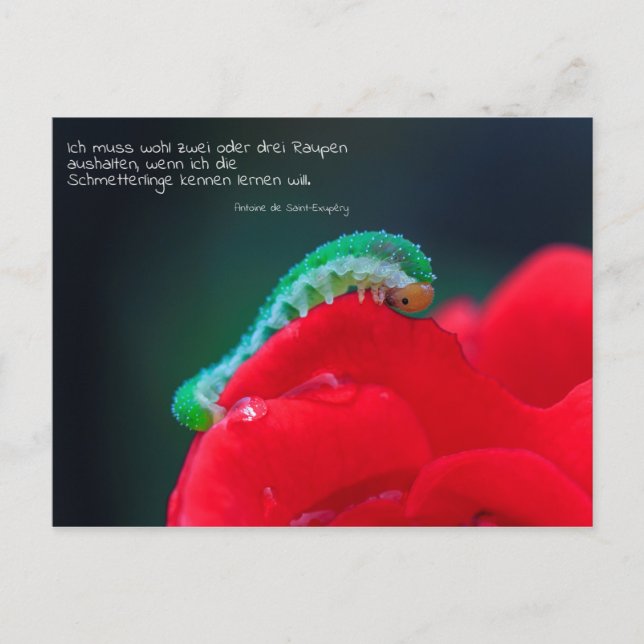 Postal Schmetterlinge sehen (Anverso)