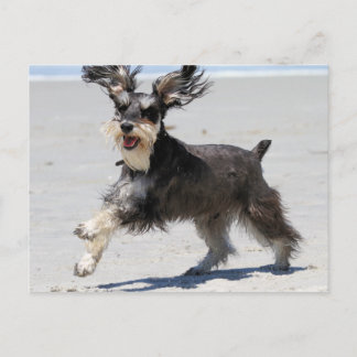 Postal ¡Schnauzer - el JR es un muchacho feliz!