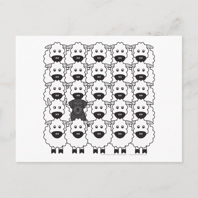 Postal Schnauzer en la oveja (Anverso)