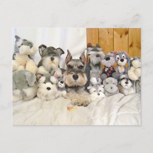 Postal Schnauzer en miniatura (Anverso)